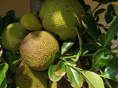 -三亚海棠湾万丽度假酒店