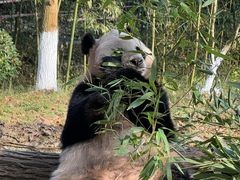 -都江堰中华大熊猫苑