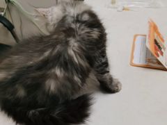 -瑞派紫金宠物医院24小时·骨科·中兽医·重症转诊中心(番禺大石院)
