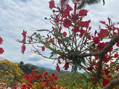 -中国科学院西双版纳热带植物园