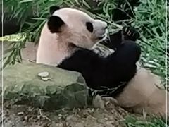 -都江堰中华大熊猫苑