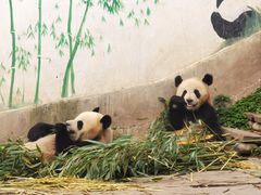 -中国大熊猫保护研究中心雅安碧峰峡基地