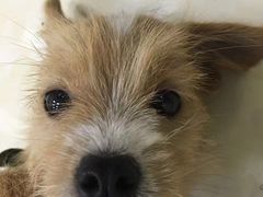 -仁华宠物医院(青羊店)