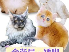 -70cat德文卷毛猫·缅因猫纯种猫舍