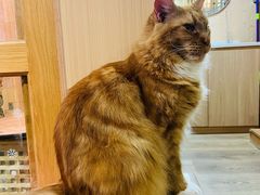 -MOCHA明星猫咖(田子坊店)