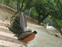 -泉州海丝野生动物世界