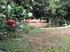-深圳野生动物园
