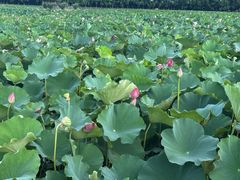 -荷塘月色湿地公园·向阳花洲
