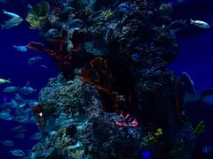-芜湖新华联大白鲸海洋公园