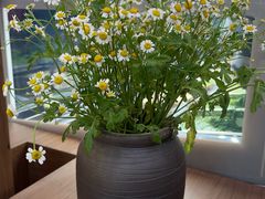 -九十葉·抹茶(南京·德基店)
