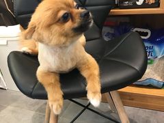 -小尾巴宠物店(万科·金域华庭店)