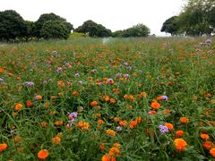 -松山湖梦幻百花洲