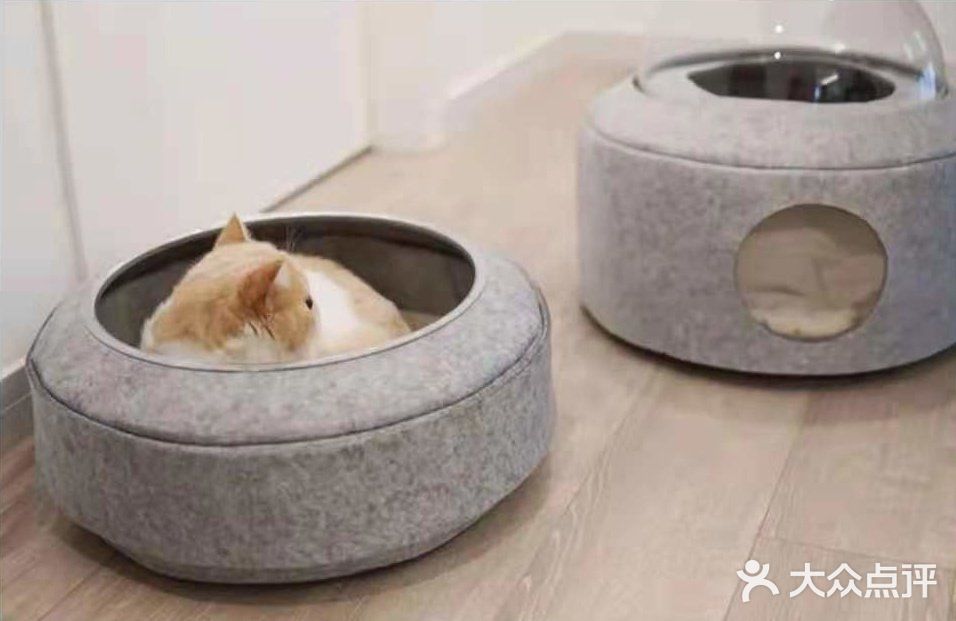 撸猫族必备家具，你怎么可以没有
