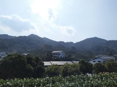 -龙井村