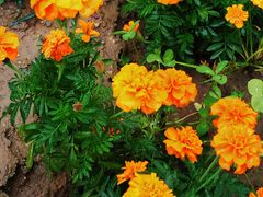 -回龙观体育文化公园