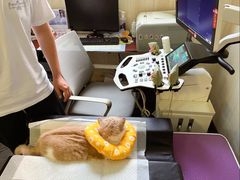 -宠爱国际动物医院· 猫科· 外科·中兽医(长白店)