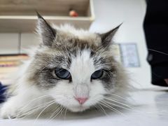 -贝康宠物医院·犬猫全科·小动物特色诊疗中心(东环路店)