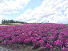 -富田农场