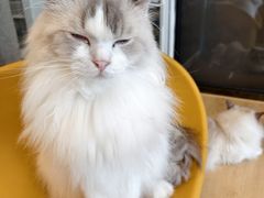 -有喵·猫咖·狗咖·40+猫狗有小奶狗(岗厦店)