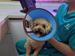 -西安京西宠物医院·瘫痪·疑难杂症