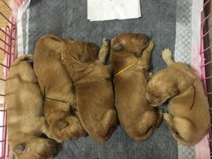 -爱侣·安琦尔宠物医院·中兽医针灸·心内科·狂犬免疫点(宝山区院)
