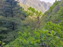 -王顺山国家森林公园