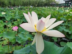 -莲花池公园