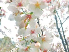 -西北湖绿化广场