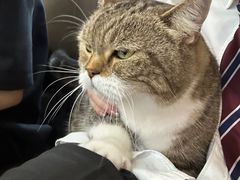 -喵园·猫主题咖啡厅·撸猫·猫咖(国贸店)