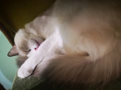 -猫小院猫主题餐厅(三里屯店)