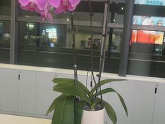 -青岛胶东国际机场