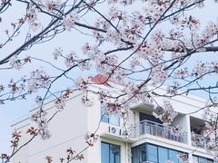 -高东镇樱花园