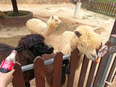 -泉州海丝野生动物世界