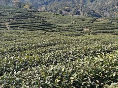 -龙井壹号·茶缘山景宴(龙井村店)