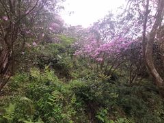 -梧桐山风景名胜区