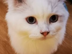 -滚猫咖啡·猫咖·猫友好撸猫(未来城店)