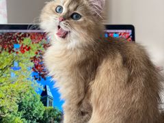 -猫大福·Fortune Cat猫舍(百子湾店)