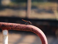 -清迈夜间动物园