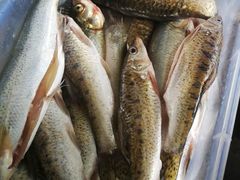 -小六农家乐(崇明西沙湿地店)