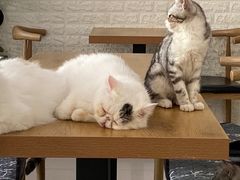 -平行世界·猫咖(首经贸店)