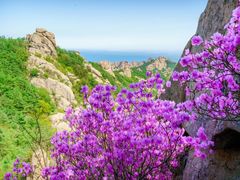 -崂山巨峰游览区