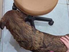 -瑞鹏宠物医院·超声·骨科·奇麟分院(蜀都万达店)