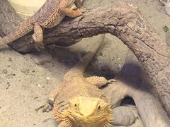 -上海大自然野生昆虫馆