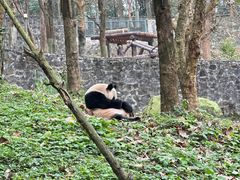 -都江堰中华大熊猫苑