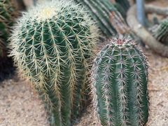 -深圳仙湖植物园