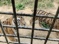 -贵州森林野生动物园