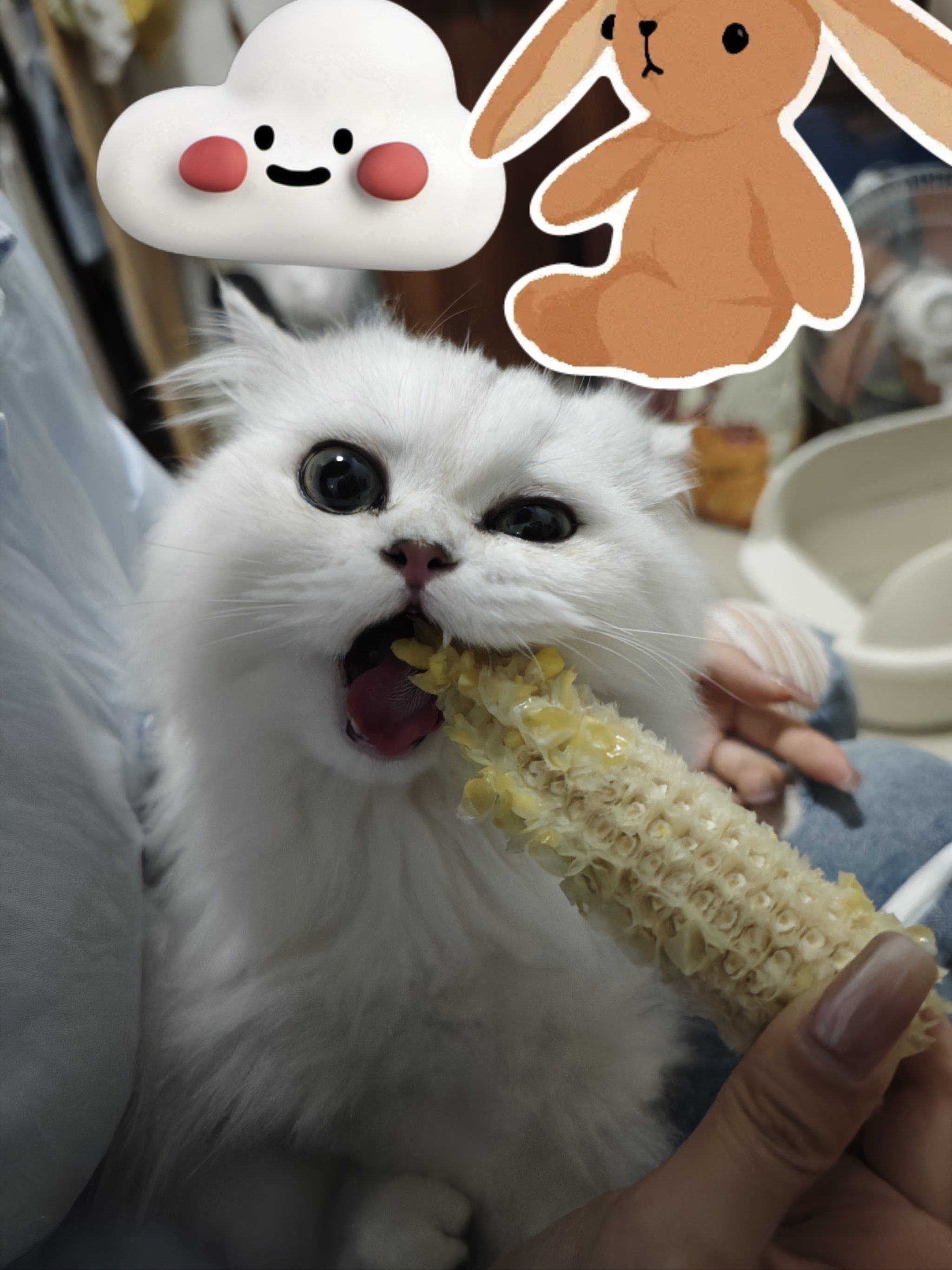 哈哈哈哈好爱吃玉米的猫,比猫条还上瘾?