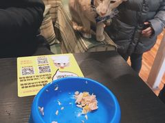 -猫小院猫主题咖啡厅(北锣店)