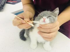 -瑞鹏宠物医院华南总院·夜诊·心脏科·骨科