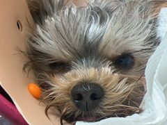 -伟伟宠物医院·CT影像中心·瑞派犬猫综合性门诊(汉口总院)